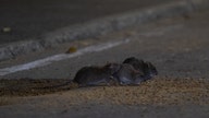 Pest control company Orkin declares Chicago 'rattiest' city again. How do other cities stack up?