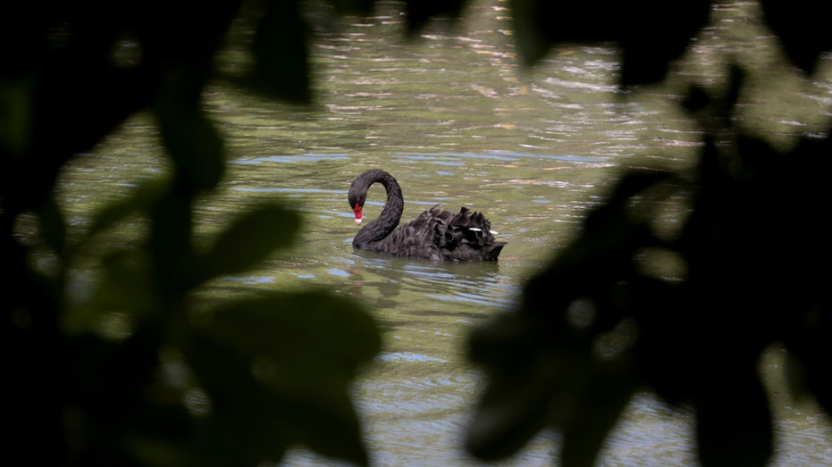Cygne noir