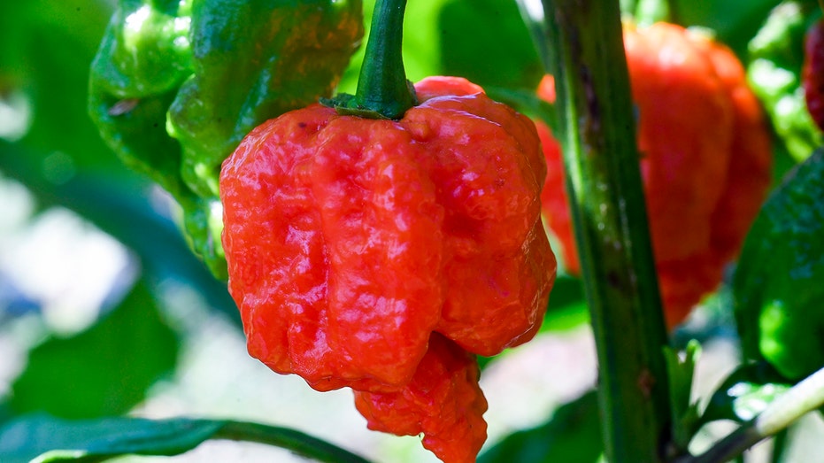 Carolina Reaper