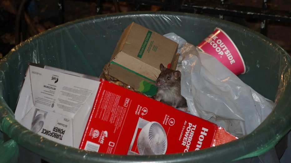 A rat in a garbage can