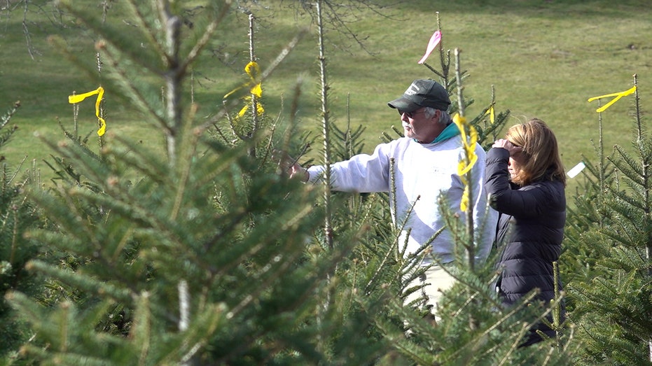 Tree farmer helping woman select Christmas tree