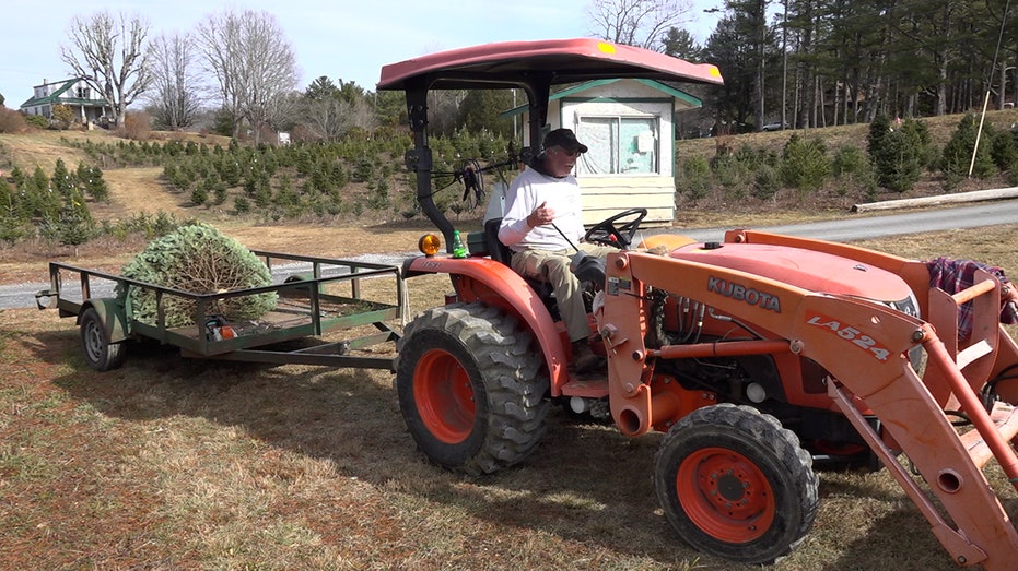 Christmas tree farmer operating a tractor