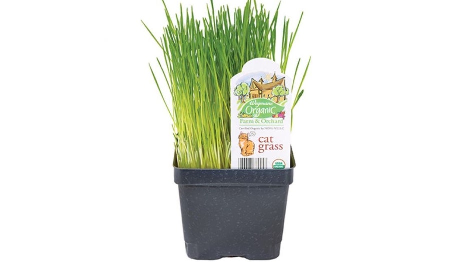 Wegmans Organic Farm & Orchard Cat Grass