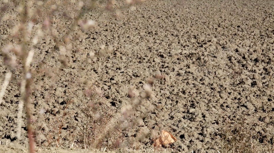 Empty rice farm in California