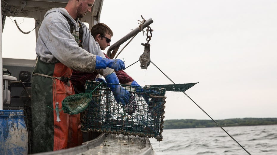 Maine lobstermen haul in a catch off the state's coast.