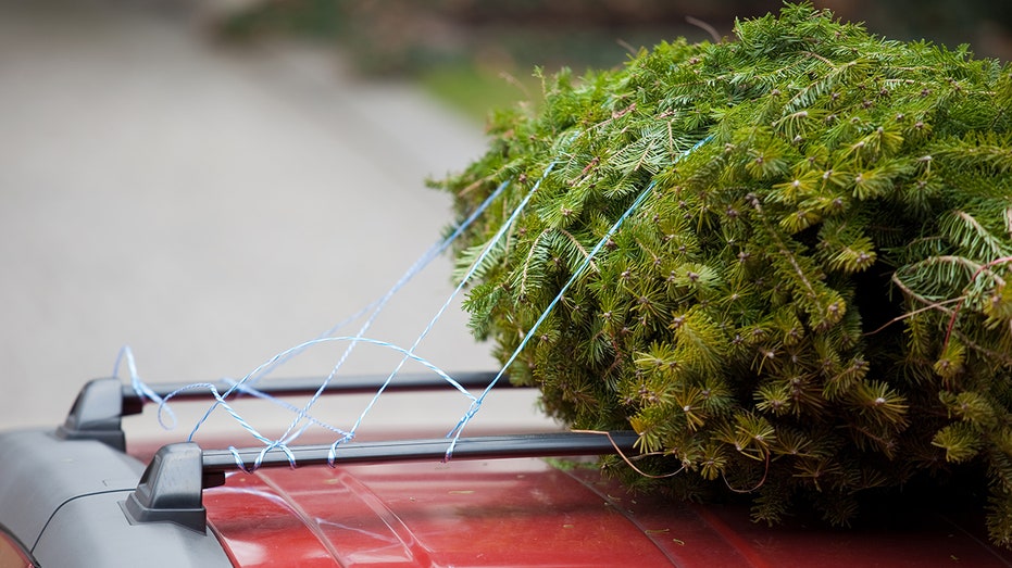 tree on red car