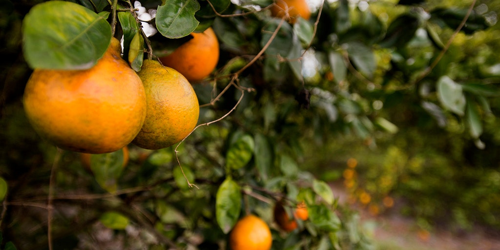 Orange juice prices likely to stay strong, expert says - Vimarsana News
