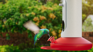 Bird Buddy smart feeder uses AI to identify over 1,000 feathered friends in your backyard