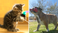 PetSmart is offering $20K for cat, dog 'employees' to test new toys and treats
