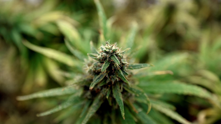 cannabis plant