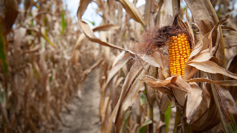 Corn on a husk