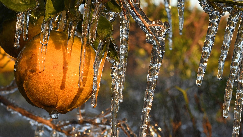 Icicles hanging off orange fruit