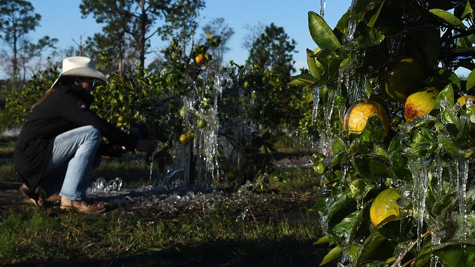 Orange farmer checks on frozen fruit