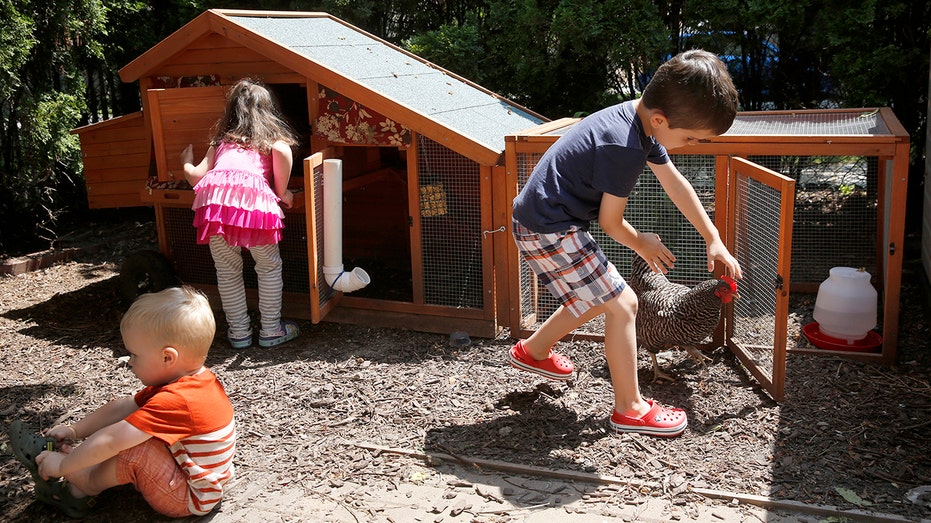 Children with at-home chicken coop