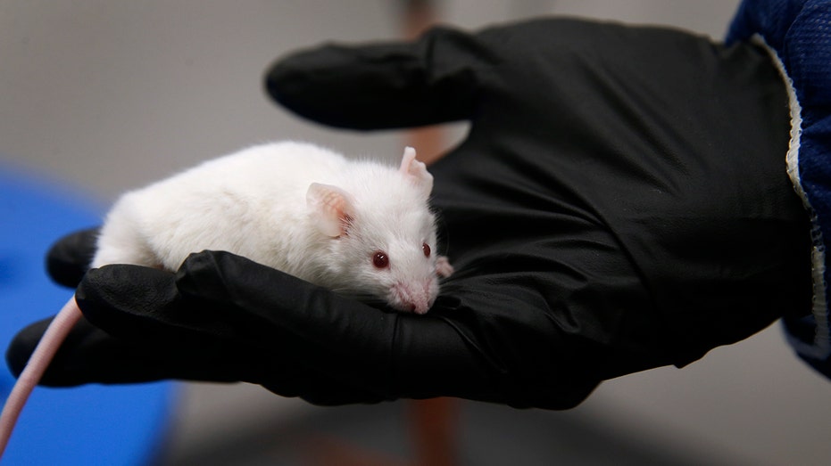 Scientist hold mouse for experiment