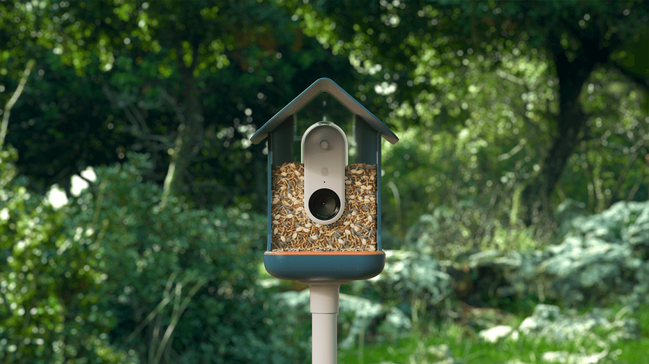 Bird Buddy Smart Feeder Uses AI To Identify Over 1,000 Feathered ...