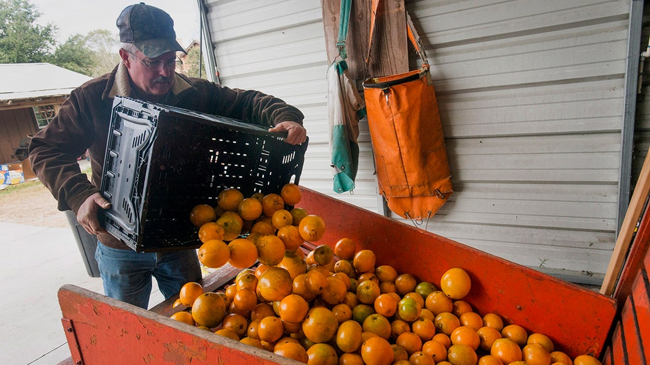 oranges