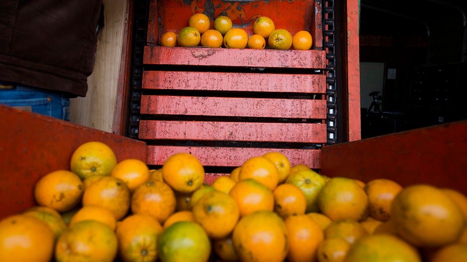 oranges