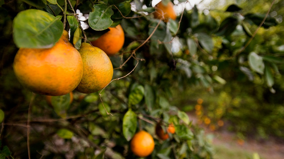 oranges