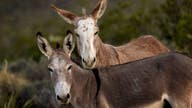 Amazon selling products containing donkey meat: lawsuit