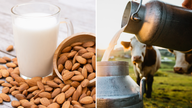 FDA draft suggests plant-based milk may be called 'milk': What dairy farmers, legal experts have to say