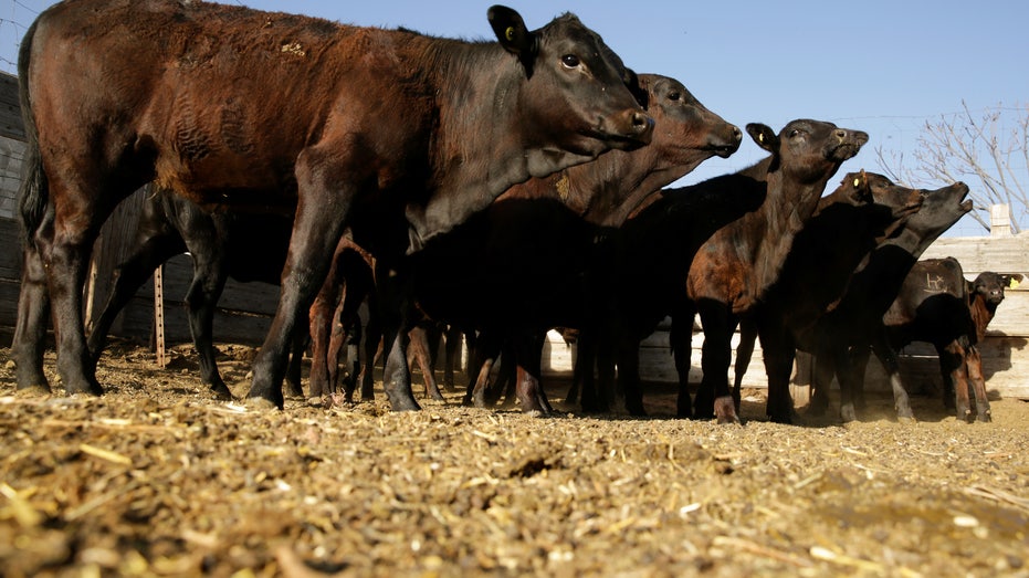 Certified beef cattle are pictured at Rancho Estrada in the town of San Agustin