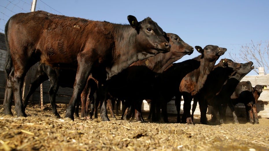 Certified beef cattle are pictured at Rancho Estrada in the town of San Agustin