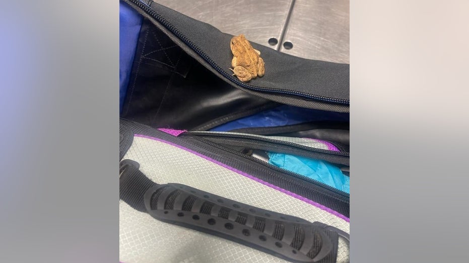 Cat found in checked luggage at JFK Airport in NYC: TSA
