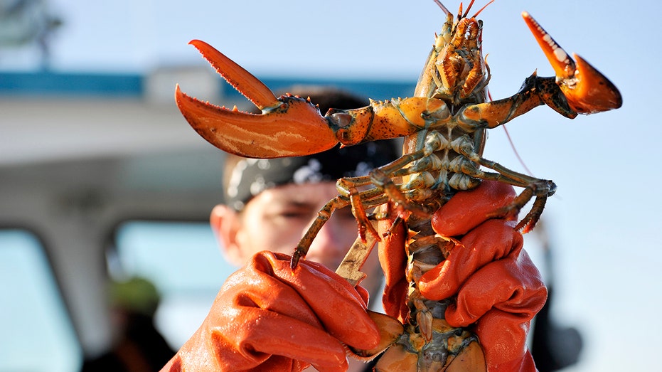 Man holds Maine lobster