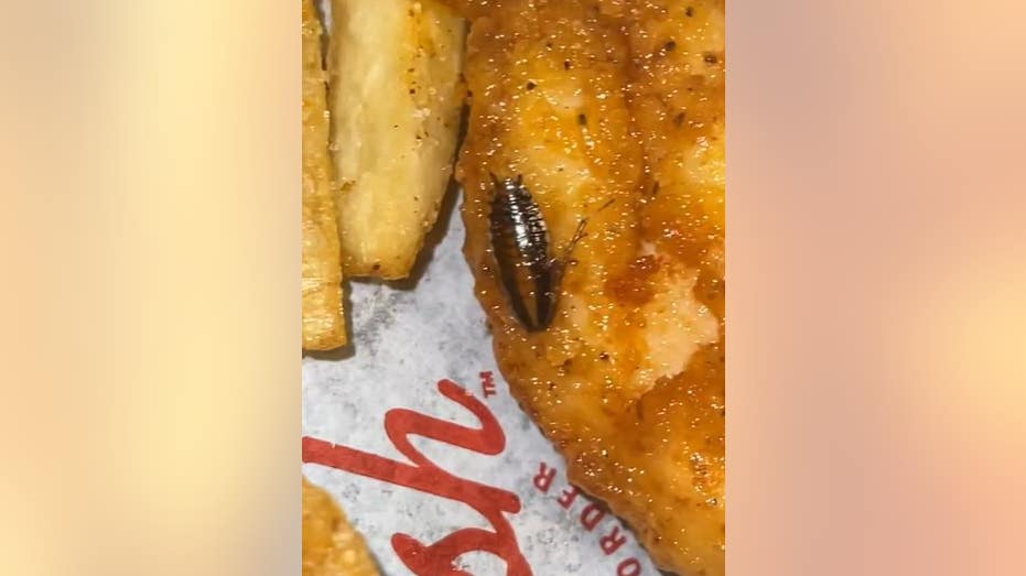 Cockroach in chicken tender