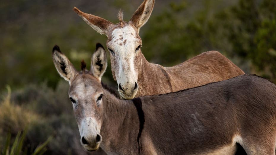 Pair of donkeys in California