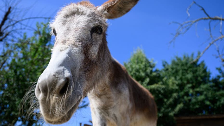 Donkey walking on farm