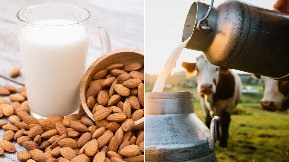 Almond milk in cup next to dairy cow