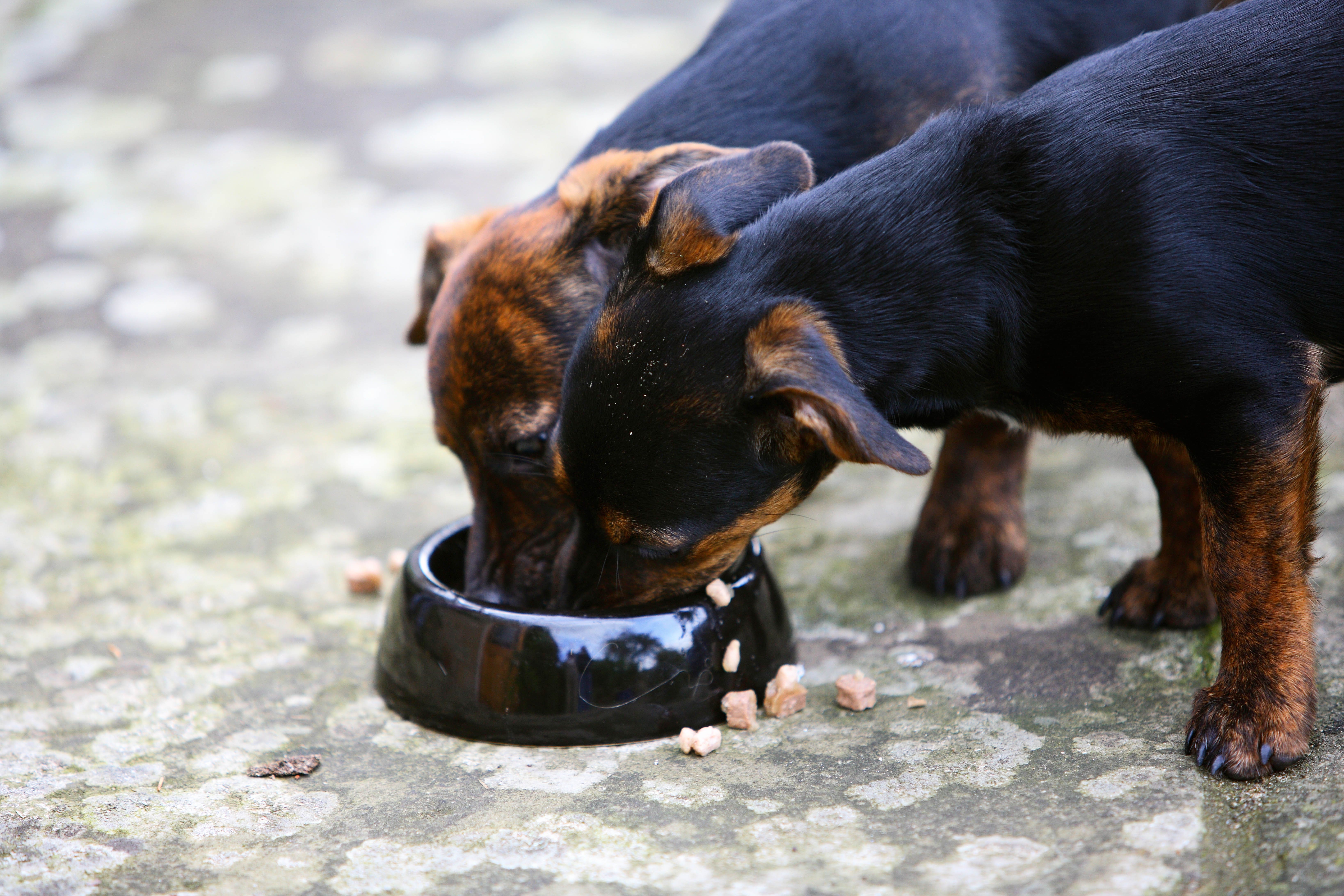 Pet food prices are rising. Could it ever get so high you'd give up your pup? Fox Business