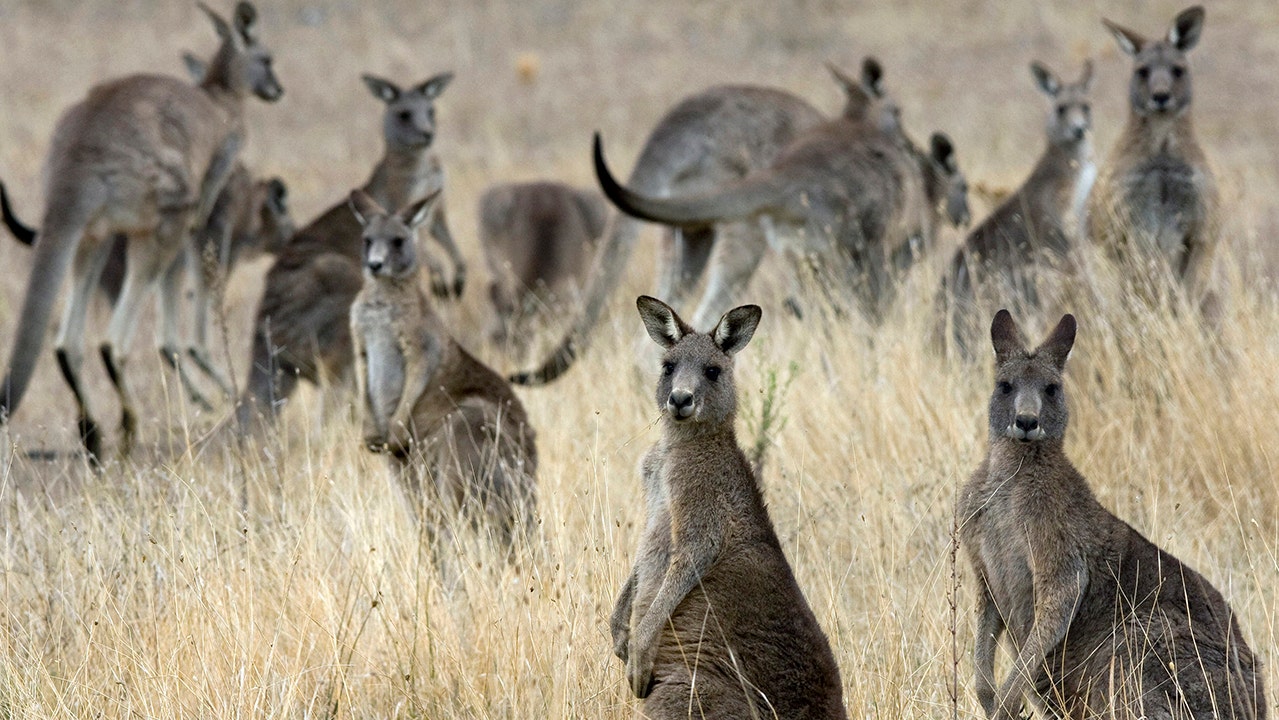 Nike to stop using kangaroo skins for its shoes in 2023 Fox Business