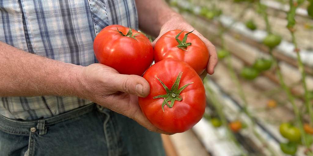 Unusual SoCal storms didn't spare indoor farmers: 'Tremendous amount of green tomatoes' - Vimarsana News