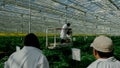 CAMARILLO, CA FEBRUARY 09: Cannabis farm workers surveys mariju
