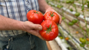 Unusual SoCal storms didn't spare indoor farmers: 'Tremendous amount of green tomatoes'