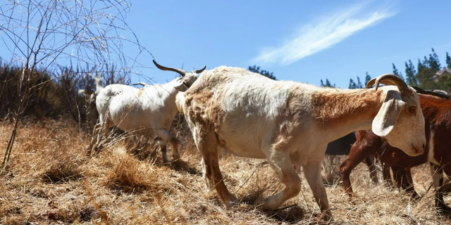 goats in field