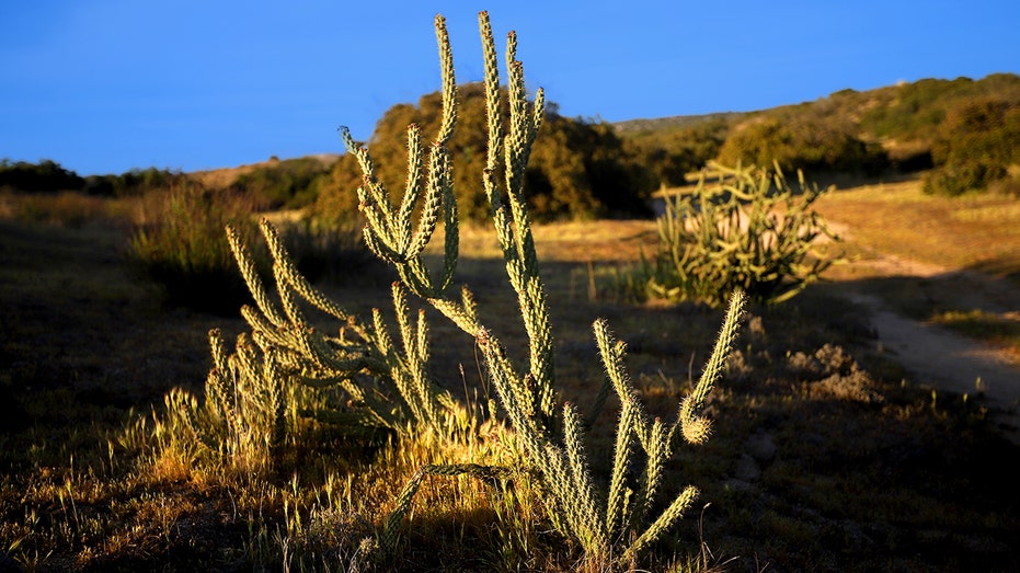 A photo of cacti near John Wayne's ranch in California