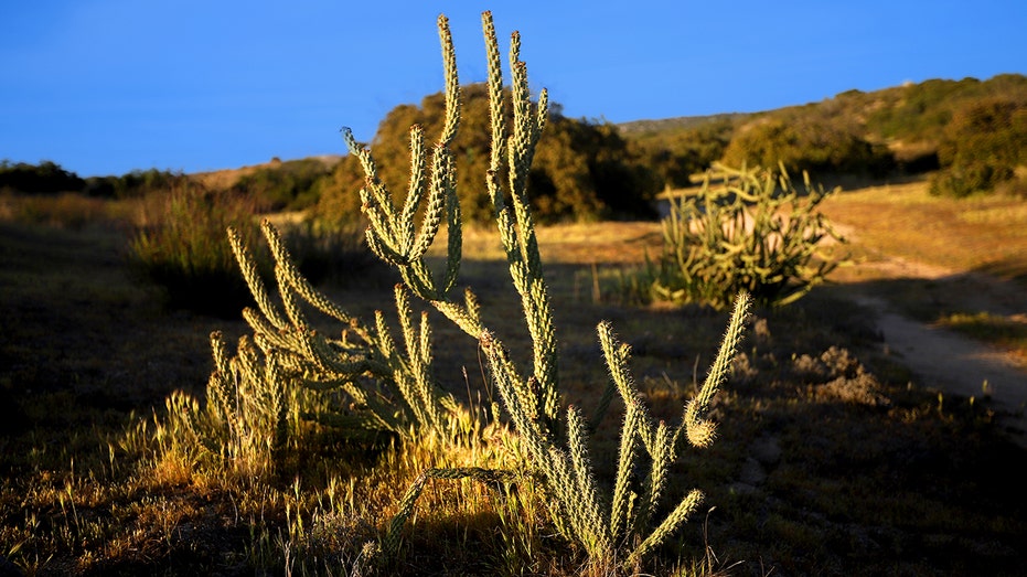 A photo of cacti near John Wayne's ranch in California