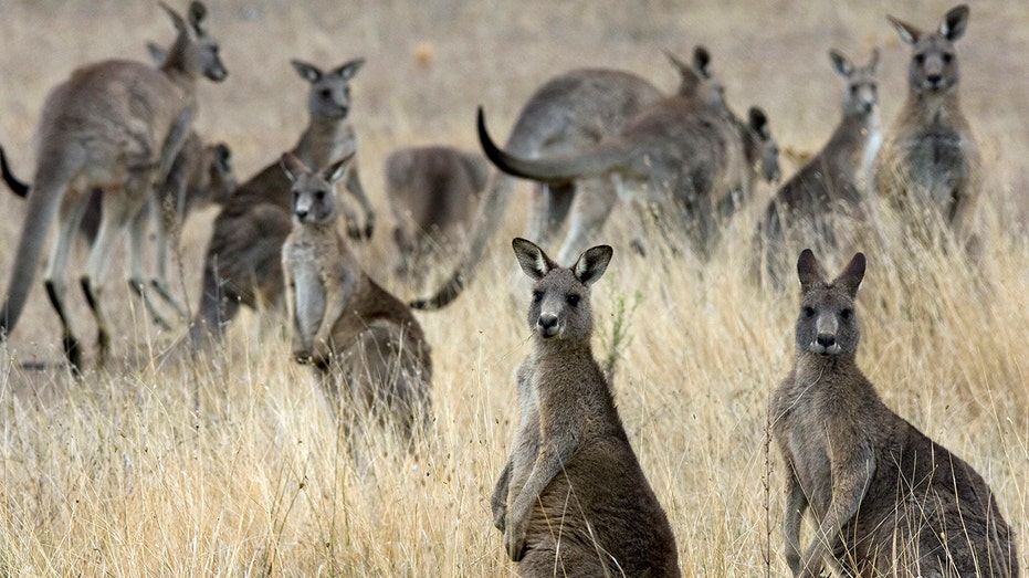 Kangaroos in the wild