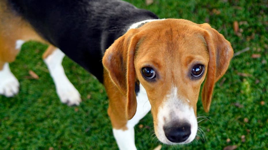 Beagle dog puppy