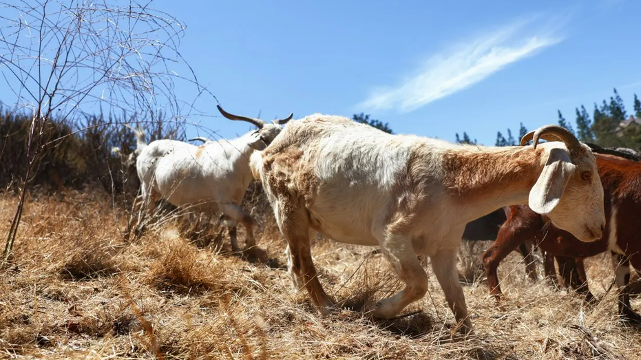 goats herding