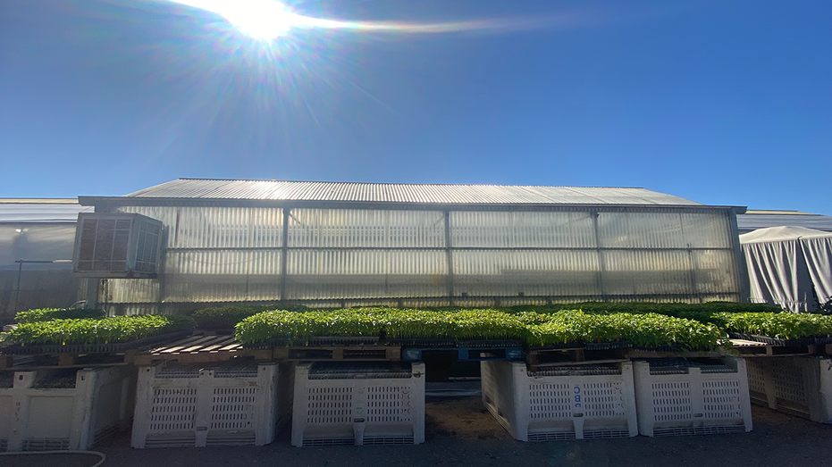 Sun shines over tomato greenhouse
