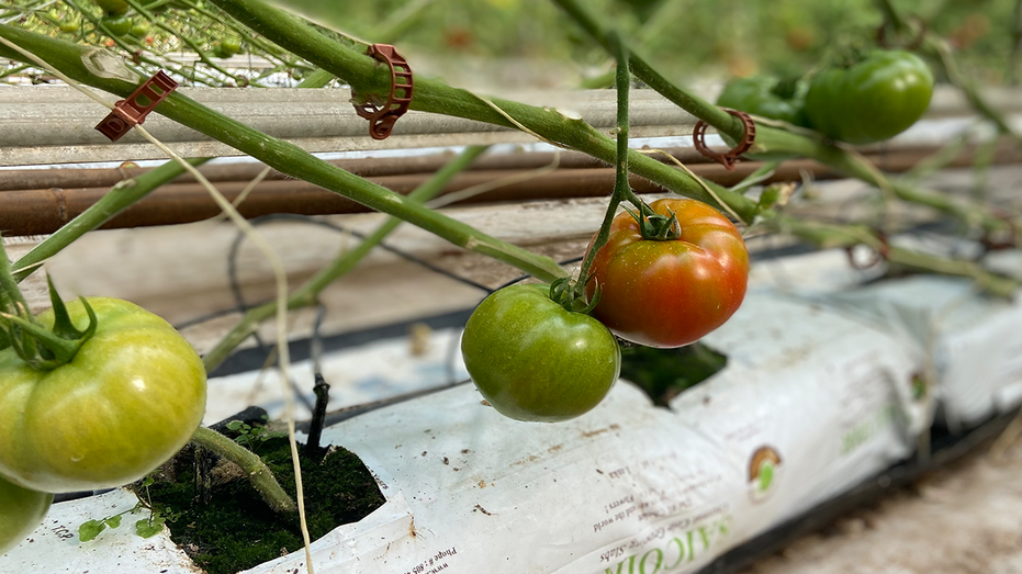 Rain has set tomato production back