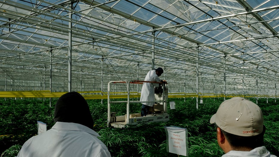 workers in a cannabis operation