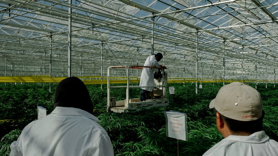 workers in a cannabis operation