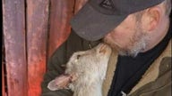 Farm fends off extremists labeling goat-snuggling business as ‘exploitation’: Attacks coming 'left and right'