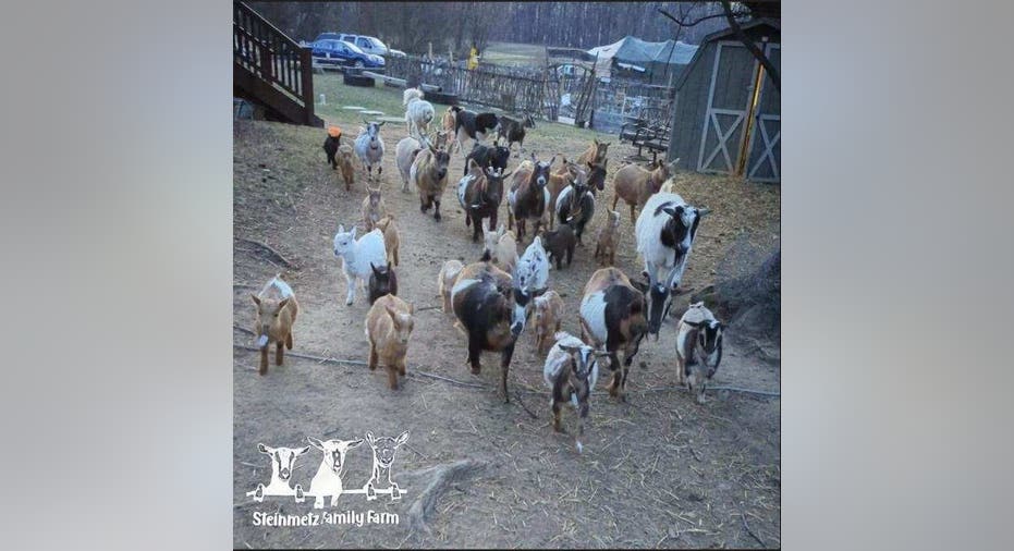 goats gathering